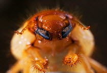 Close up of head of Common Cockchafer / Maybug {Melolontha melolontha} larva in soil, feeds on grass roots, UK