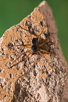 House crab spider (Philodromas dispar) male on stone, UK