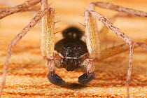 House crab spider (Philodromus dispar) male, close up, UK