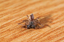 House crab spider (Philodromus dispar) male feigning death, UK