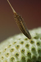 Dandelion {Taraxacum officinale} single seed left on flower head, UK