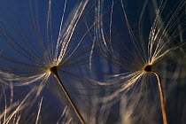 Close up of Dandelion seeds {Taraxacus officinale} UK