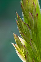 Yorkshire fog {Holcus lanatus} grass seed spikelets, UK