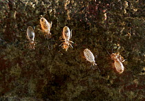 Lice {Phthiraptera} feeding on fungus, Sussex, UK