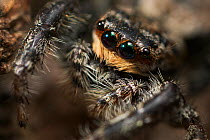 Fence post jumping spider {Marpissa muscosa} close up of head, UK,