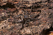 Fence post jumping spider {Marpissa muscosa} camouflaged on wood, UK