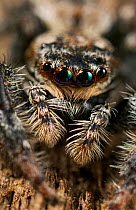 Fence post jumping spider {Marpissa muscosa} head portrait, UK