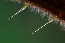 Close up of stinging spine of a Nettle plant {Urtica sp} Poison is visible at tip of left barb, UK