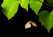 Pebble hook-tip moth {Drepana falcataria} in flight, UK