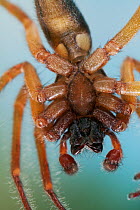 Underside of Sac spider (Clubiona corticalis) viewed through a window-pane, UK