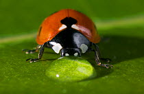 Seven spot ladybird {Coccinella septempunctata} drinking from drop of water on leaf, UK