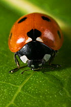 Seven spot ladybird {Coccinella septempunctata} drinking from water on leaf, UK