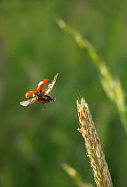 Seven spot ladybird (Coccinella septempunctata) flying from grass head, UK