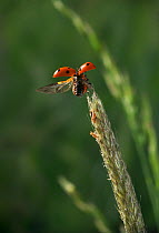 Seven spot ladybird {Coccinella septempunctata} taking off backwards from grass head, UK