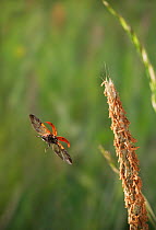 Seven spot ladybird (Coccinella septempunctata)  in flight, after taking off backwards from grass head, UK, sequence 2/2