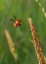 Seven spot ladybird (Coccinella 7-puncatata) taking off backwards from grass head, UK, sequence 1/2
