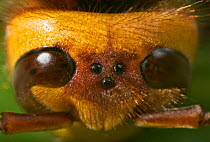 Close up of Hornet {Vespa crabro} showing simple and compound eyes, UK