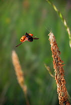 Seven spot ladybird {Coccinella septempunctata} after taking off backwards from grass head, UK