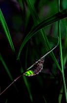 Glow-worm (Lampyris noctiluca) female glowing, UK