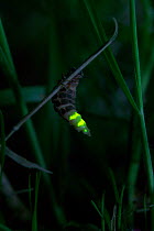 Glow-worm (Lampyris noctiluca) female glowing, UK