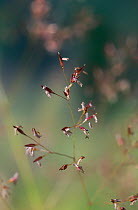 Common / Colonial bent grass {Agrostis capillaris} in seed, UK