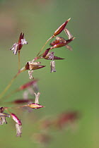 Common / Colonial bent grass {Agrostis capillaris} in seed, UK