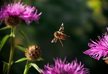 Honey bee {Apis mellifera} over Knapweed flowers, Sussex, UK