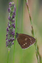 Ringlet butterfly {Aphantopus hyperantus} on grass inflorescence, UK