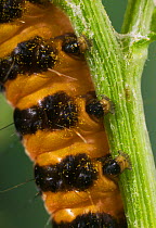 Close up of caterpillar larva of Cinnabar moth {Tyria jacobaeae} showing false feet and warning colouration, UK