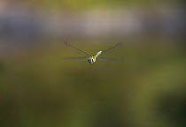 Southern hawker dragonfly {Aeshna cyanea} male in flight, Sussex, UK