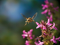 Hover fly {Eristalis tenax} in flight to Willowherb flowers, UK