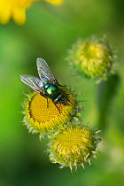 Greenbotle fly {Lucilia sp} feeding on Fleabane flower, UK
