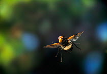 Hover fly {Volucella pellucens} in flight, UK