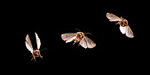 Noctuid moth {Noctuidae} in flight, multiflash image, UK