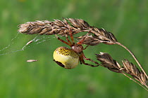 Marbled orb weaver spider {Araneus marmoreus} on grass seedhead, UK