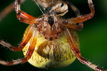 Close up of Marbled orb weaver spider {Araneus marmoreus}  UK