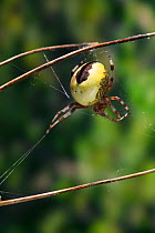 Marbled orb weaver spider {Araneus marmoreus} on web, UK