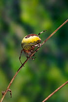 Marbled orb weaver spider {Araneus marmoreus} on twig, UK
