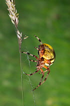 Marbled orb weaver spider {Araneus marmoreus} on web, UK