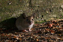 Wood mouse {Apodemus sylvaticus} emerging from hole, UK