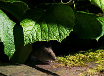 Wood mouse {Apodemus sylvaticus} emerging from under garden plant, UK