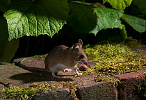 Wood mouse {Apodemus sylvaticus} on garden wall with nut, UK