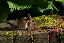 Wood mouse {Apodemus sylvaticus} on garden wall with nut, UK