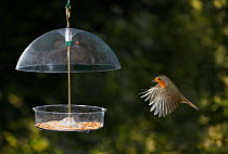 Robin {Erithacus rubecula} flying to garden feeder containing mealworms, UK