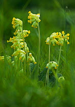Cowslip {Primula veris} flowers, UK
