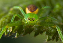 Green crab spider {Diaea dorsata} female, UK