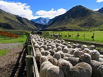 Merino sheep in pen, Otago, South Island, New Zealand