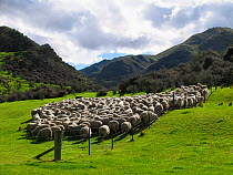 Flock of Merino sheep in meadow, Otago, South Island, New Zealand