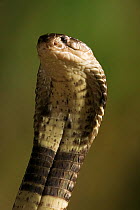 Spectacled / Monocled cobra {Naja naja kaouthia} defense posture, Asia