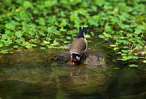 Goldfinch {Carduelis carduelis} drinking from garden pond, UK